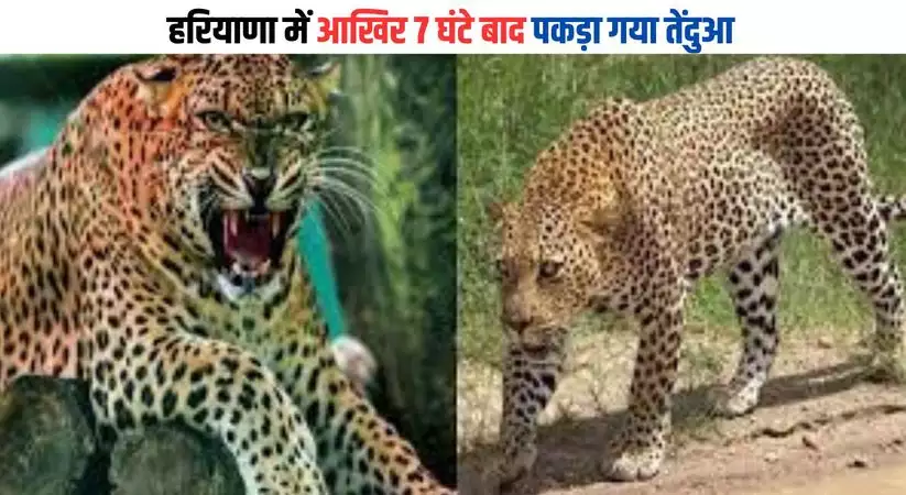 Leopard finally caught in Haryana after 7 hours