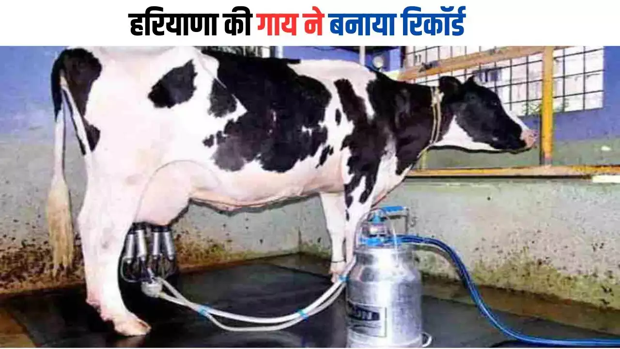 haryana cow breaks record